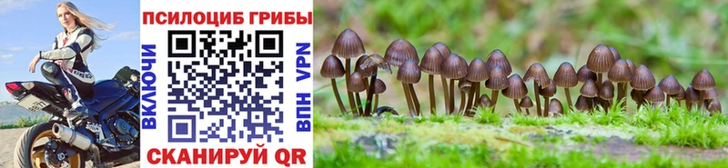 Псилоцибиновые грибы Cubensis  Колпашево 